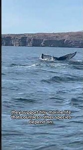 The Last Song of the Ocean 🐋 | Why Whales Matter More Than You Think