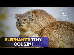 Amazing Facts About the Hyrax | The Tiny Cousin of Elephants!