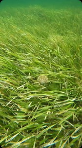 Scallops are unique among shellfish because they can swim underwater. They achieve this by rapidly opening and closing their shells, which forces water out and propels them forward in short bursts. This movement is known as “jet propulsion.” Scallops use this ability to escape predators or move to new areas, making them one of the few bivalves capable of swimming. They typically swim in a jerky motion, using their adductor muscle to snap the shells together and push water out for propulsion. Vid