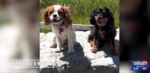 Pet Pics Sweepstakes: Pet partners are happy to be together