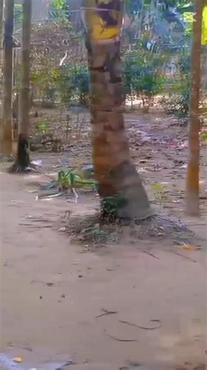 Amader barir shamoner rasta#viralshort#short