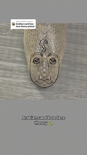 Discovering the Enchanting Arabian Sand Boa: A Fascinating Drawing