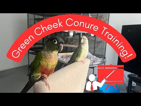 Green Cheek Conure Training Tips | TheParrotTeacher