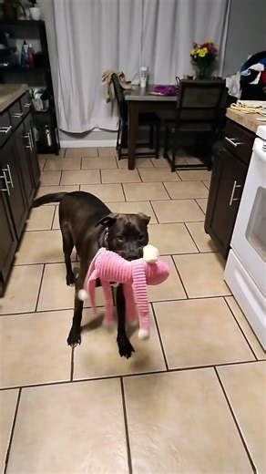 Main character energy feat. my dog 🐾 ✨