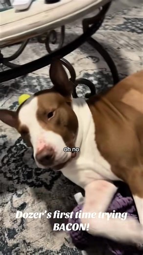 This is the full story of Wally the narcoleptic shelter dog ❤️‍🩹 Austin Humane Society | 15/10 Foundation