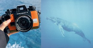 Nikon's 40-Year-Old Underwater Film Camera Still Offers a Unique Experience