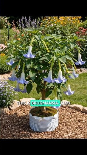 Brugmansia Flower Plant