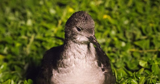 Short-tailed shearwater