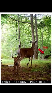 A fawn has the ability to camouflage itself to survive in the wild when threatened. This is due to the color of its skin and its behavior. But this fawn was not so lucky. | Animals TV