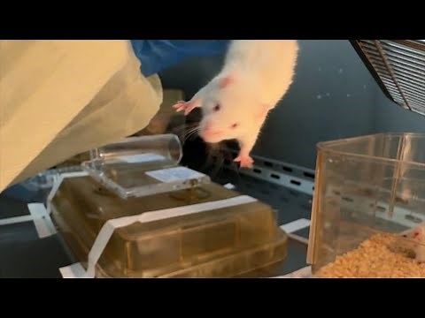 Mouse Tail Vein Injection Tutorial