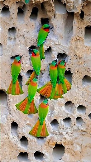 Birds Dig Homes into Cliff