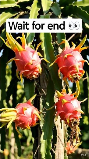 🌵❤️ Heart-Shaped Plant Growing Amazing Flowers | Satisfying Plant Growth #Shorts#trending #viral