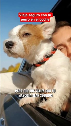 Viaja con tu PERRO de forma SEGURA y SIN MULTAS