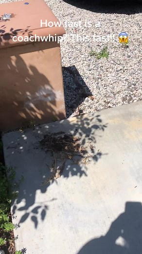 Coachwhip Snake: Speedy Reptile of California