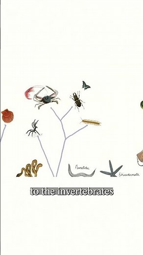 Scientists search for sentience in our animal family tree