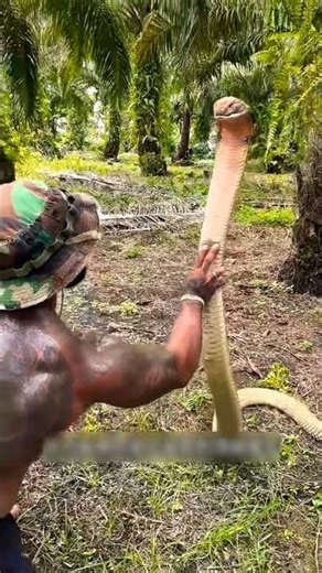 দুনিয়ার সবচেয়ে বিষাক্ত সাপ || King Cobra #shorts