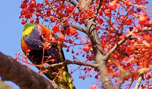 Everything you need to know about our iconic Illawarra flame trees - Australian Geographic