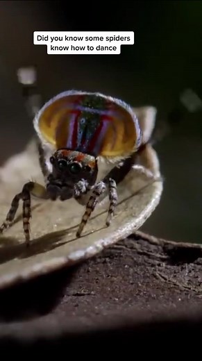 The dancing spider #bugsoftiktok #insects #insectsoftiktok #spider #dance #wildlife