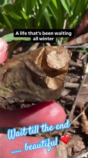 Don’t rake me away ! | Vibrant Luna moth #lunamoth #novascotia #garden #gardening #yardwork #yard