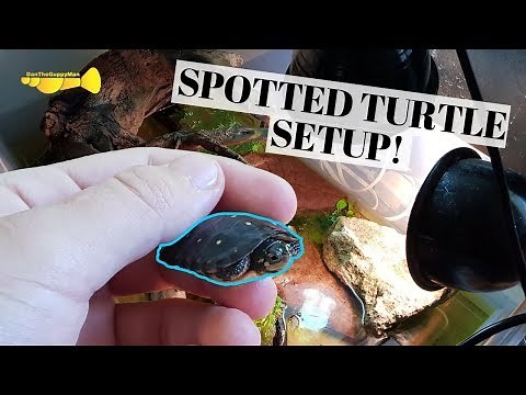 New ENDANGERED Baby Turtle!! | Spotted Turtle Enclosure