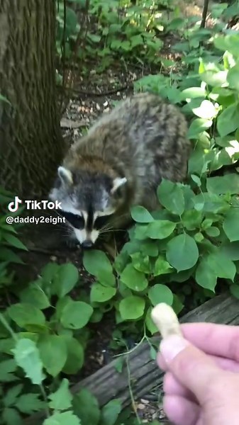 #wildlife #feeding #trashpanda #raccoon | Raccoon