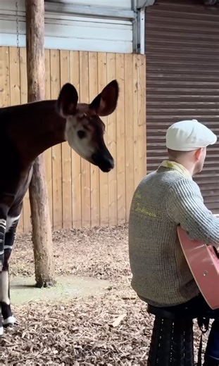 Watch as this okapi picks up kibble with his prehensile tongue!