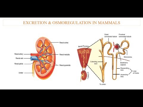Excretion in Mammals