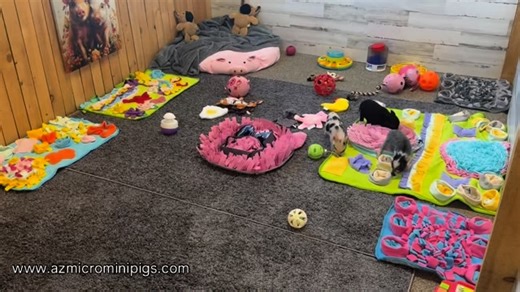 83 reactions | @azmicrominipigs #minipigs #pigs #piglets #julianapigs #oink #farm #pig #arizona | AZ Micro Mini Pigs | Facebook