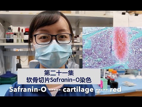 Visual Protocol #21 Safranin O stain for cartilage slides- 第二十一集