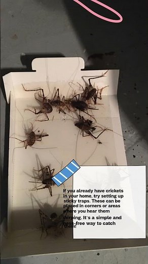 How To Get Rid Of Crickets