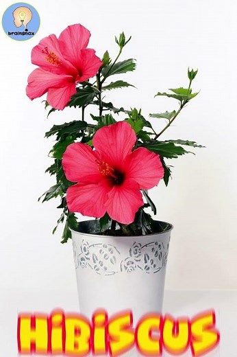 Flower Flashcards | Spring Flowers
