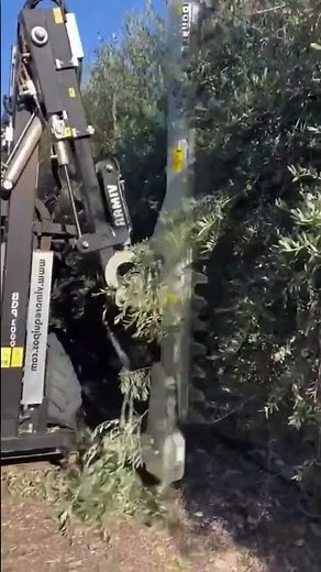 Olive Tree Pruning Machine? 🌿🚜 (It’s Like a Giant Hairbrush!) #farmtech , #olivetree #pruning