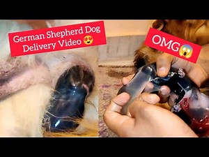 Pregnant German Shepherd Giving Birth | Finally April Ki Delivery Video 😍 | All About Dogs