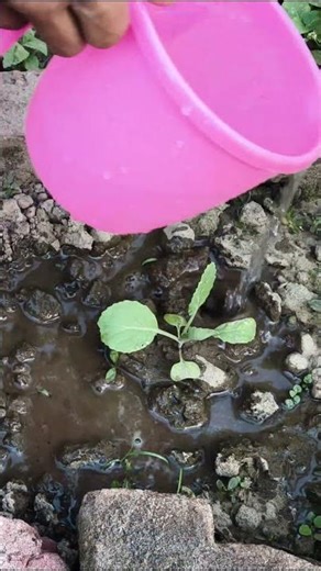Grow Big Cabbage in Small Space
