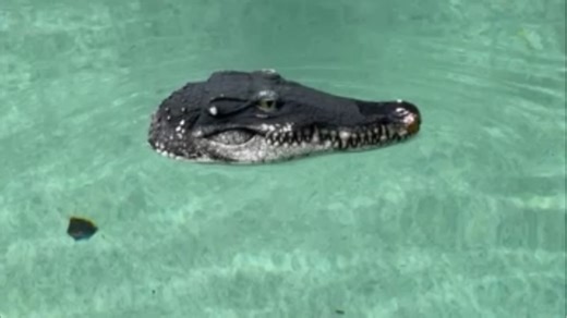 Watch Alligator Head Decoy really works! on Amazon Live