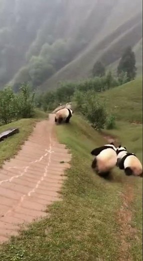NATURE’S WATER SLIDE! 🌧️🐼 Extreme Mud Sledding 🛝