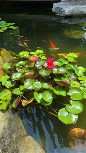 Lilies… Koi… Living Water… 🪷🎏💦 Now That’s Paradise. #outdooroasis #outdoorliving #backyard #pond