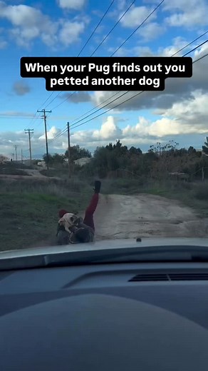 We tried to warn you about pet cheating.🤣 Follow @ggrockz 🐾 | SpeakPug