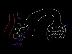 The Role of the Lymphatic System in Immunity | Physiology of the Lymphatic System