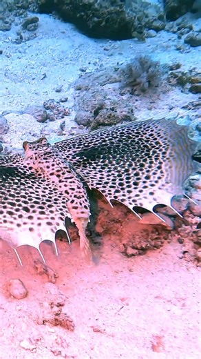 Very Strange fish...