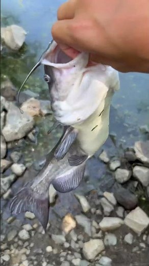 Team fishermen meme #memes #funny #irespectfish