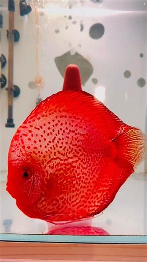 Beautiful Discus fish | Male or female ? #aquariumfish #fish #discus #discusfish #aquariumlovers
