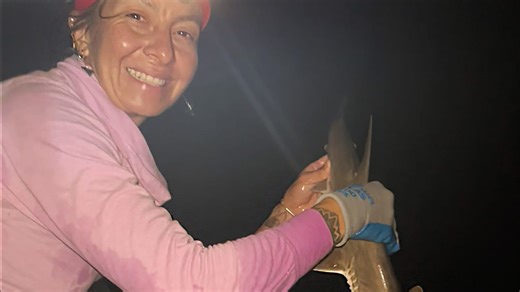 Newly discovered hammerhead shark species named for Microsoft co-founder Paul G. Allen