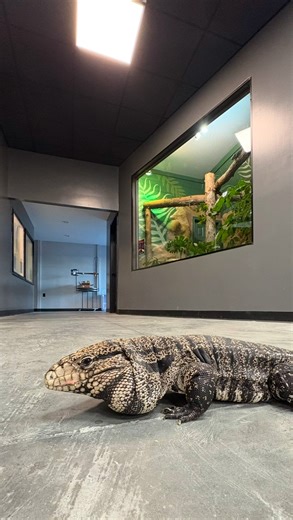 Come with me while we meal prep for 50 lizards! This is what a day’s worth of food looks like for 50 lizards — which make up about two-thirds of the lizards that live here, and about one third of the 150 reptiles representing around 70 species we care for. Today I’m chopping veggies for our Uromastyx and iguanas, mixing ‘smoothies’ for the geckos, portioning out roaches and worms for our insect-eating lizards, including some of the geckos, and setting pellets for the tortoises and iguanas. Our U