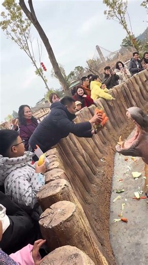 Hippos can't stop eating during the Spring Festival.
