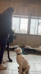 Smart Puppy today we are working on Place training smart puppy. Nico is still looking for a forever home 🏡 | Larry_the_great_dane