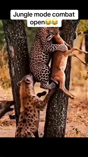 Jungle mode combat open😂😂 Who’s leaving as the champion today? Drop your vote below! 👇 Like 👍 | Comment 💬 | Share 📱 | Follow 🔔 #funnyanimals #wildanimals #wildlife #animalcomedy #viralanimals