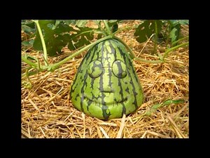 Lovely Watermelon - Jeff Rowena Big Six