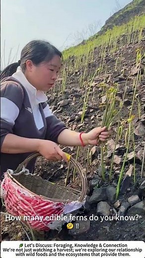 The Quiet Hunt: Harvesting Nature's Spring Ferns