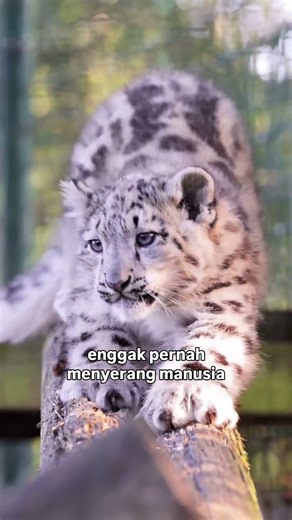 Facts unique snow leopard #amazing #factsunique